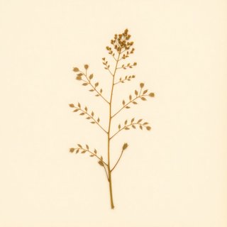 Alangium platanifolium (Alangium) — botanical photograph