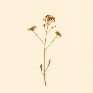 Allanblackia parviflora (Allanblackia parviflora) — botanical photograph