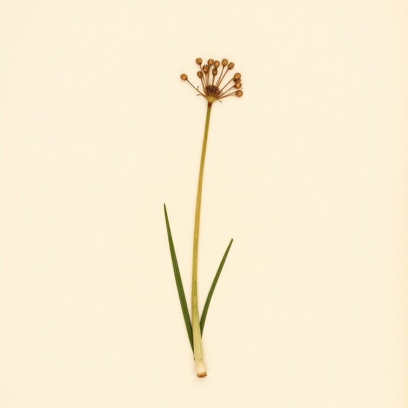 Babington's Leek