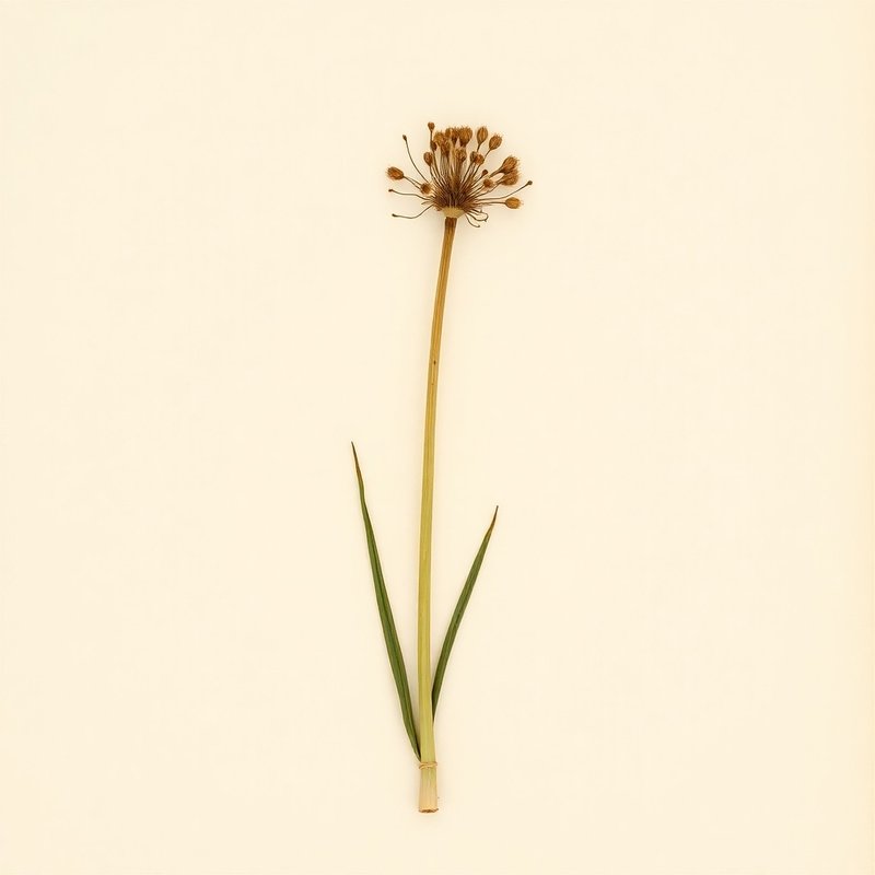 Allium canadense (Canadian Garlic) — botanical photograph