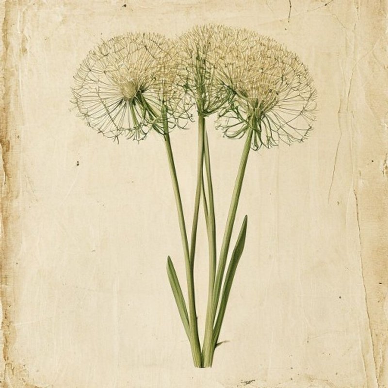 Allium schoenoprasum sibiricum (Allium schoenoprasum sibiricum) — botanical photograph