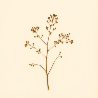 Alnus tenuifolia (Alnus tenuifolia) — botanical photograph