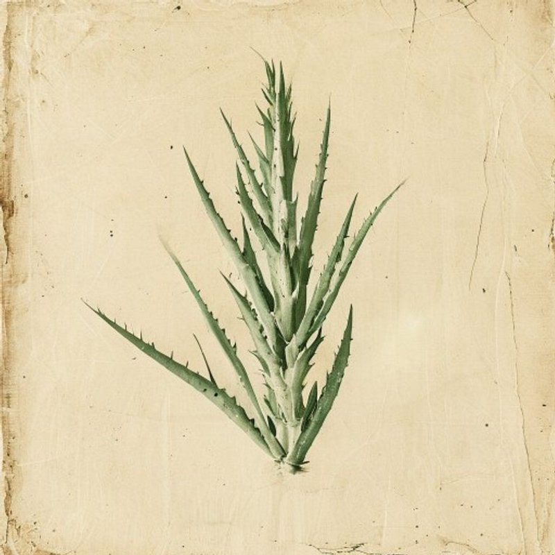 Soap aloe