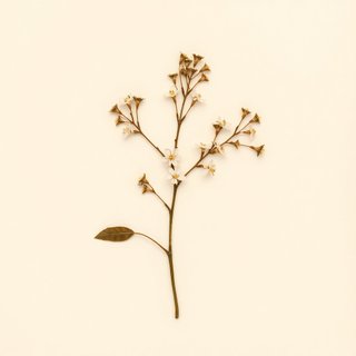 Amelanchier weigandii (Amelanchier weigandii) — botanical photograph
