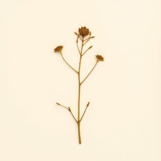 Amphicarpaea bracteata (Hog Peanut) — botanical photograph