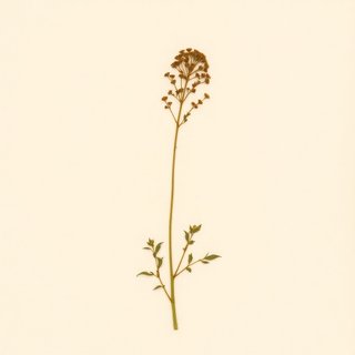 Angelica crucifolia (Angelica crucifolia) — botanical photograph
