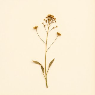 Angelica dahurica (Bai Zhi) — botanical photograph
