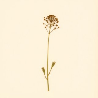Angelica edulis (Angelica edulis) — botanical photograph