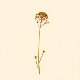 Angelica polymorpha (Angelica polymorpha) — botanical photograph