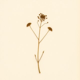 Antidesma bunius (Bignay) — botanical photograph