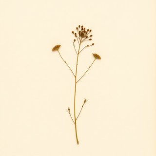 Apios fortunei (Hodo) — botanical photograph