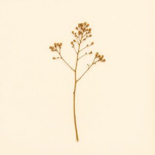 Araujia sericifera (Araujia sericifera) — botanical photograph