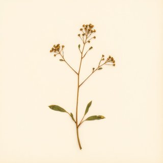 Ardisia sieboldii (Duo Zhi Zi Jin Niu) — botanical photograph