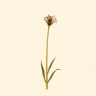 Arisaema costatum (Arisaema costatum) — botanical photograph