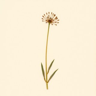 Arisaema negishii (Arisaema negishii) — botanical photograph