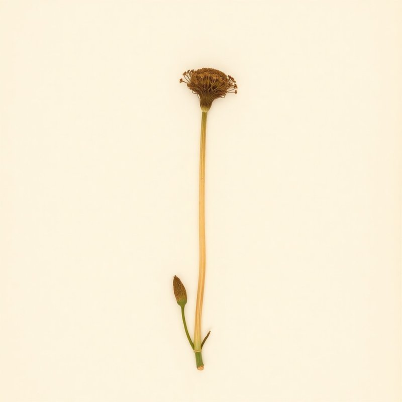 Indian Turnip