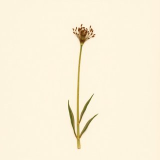 Arisaema utile (Arisaema utile) — botanical photograph