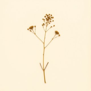 Arracacia xanthorrhiza (Arracacha) — botanical photograph