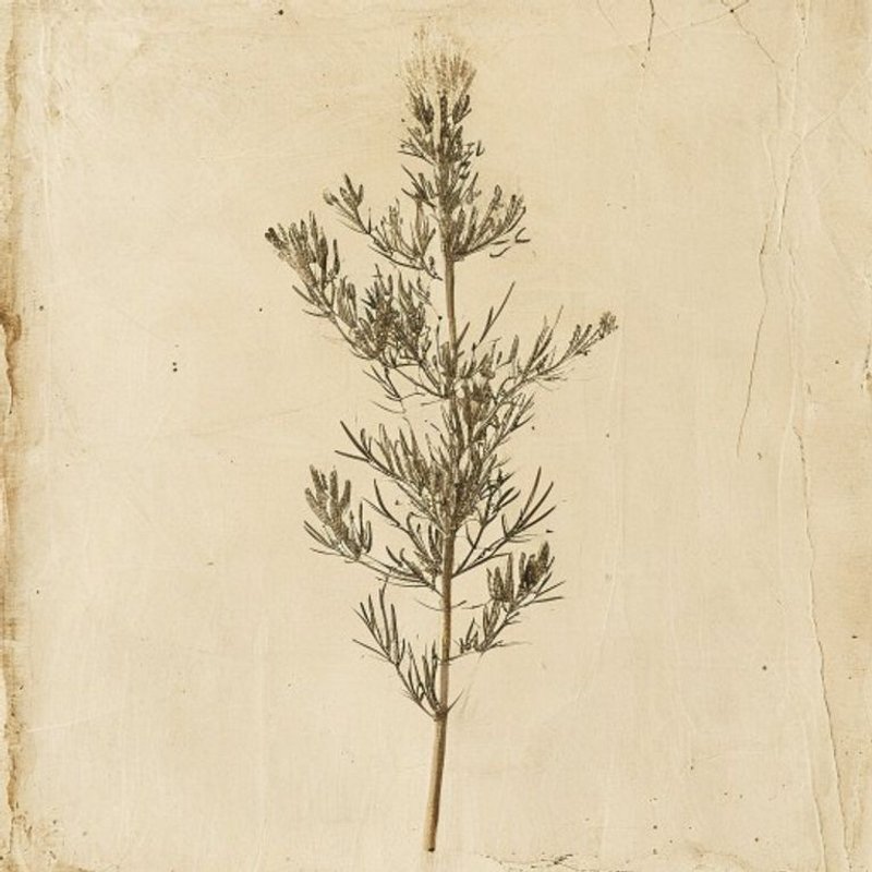 Artemisia monophylla