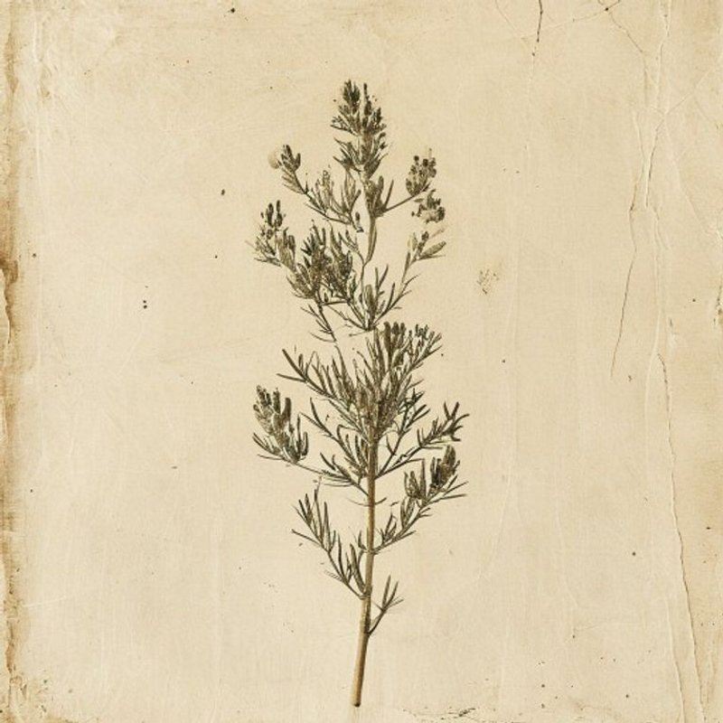 Artemisia montana (Artemisia montana) — botanical photograph