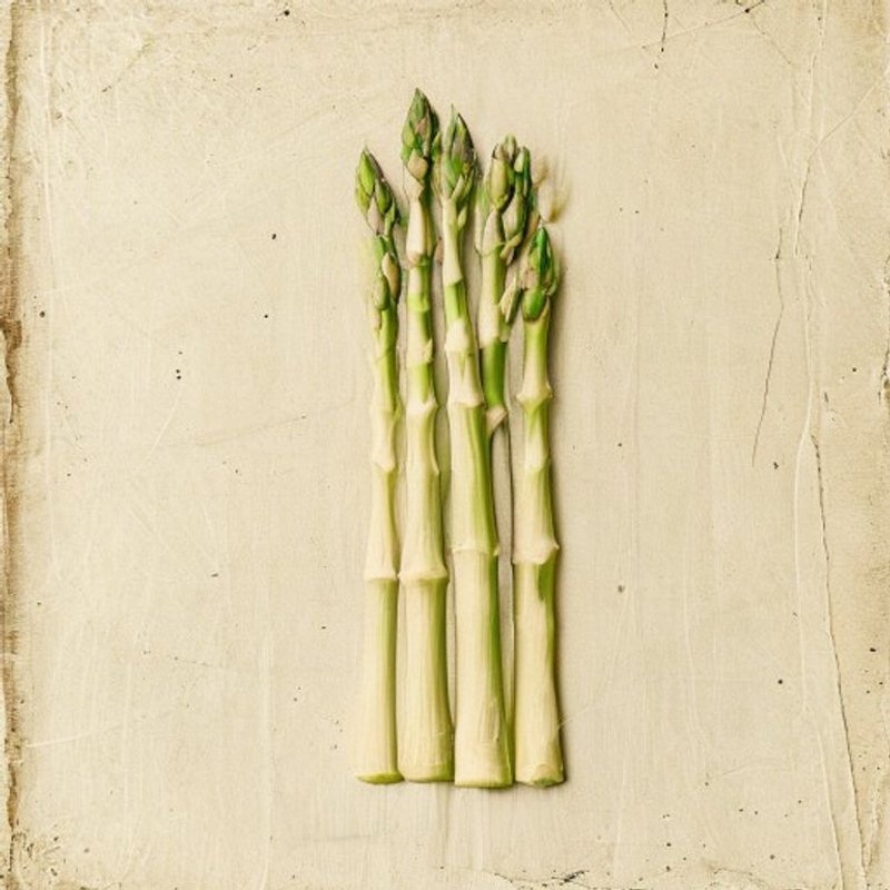 Asparagus albus