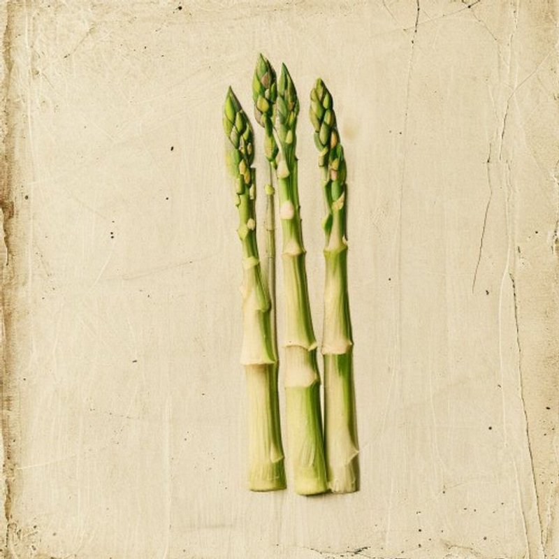 Asparagus officinalis (Asparagus) — botanical photograph