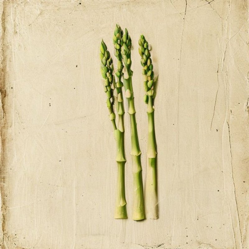 Asparagus verticillatus (Asparagus verticillatus) — botanical photograph