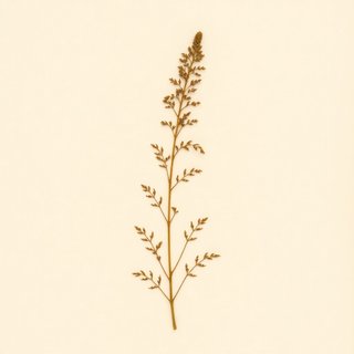 Astilbe chinensis (Pumila Spirea) — botanical photograph