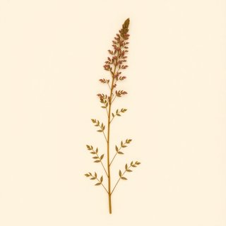Astilbe thunbergii (Astilbe) — botanical photograph