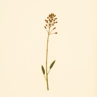 Astragalus boeticus (Swedish Coffee) — botanical photograph
