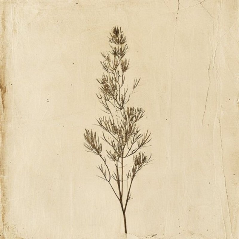 Atriplex coronata (Crownscale) — botanical photograph