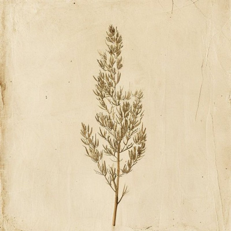Atriplex lapathifolia