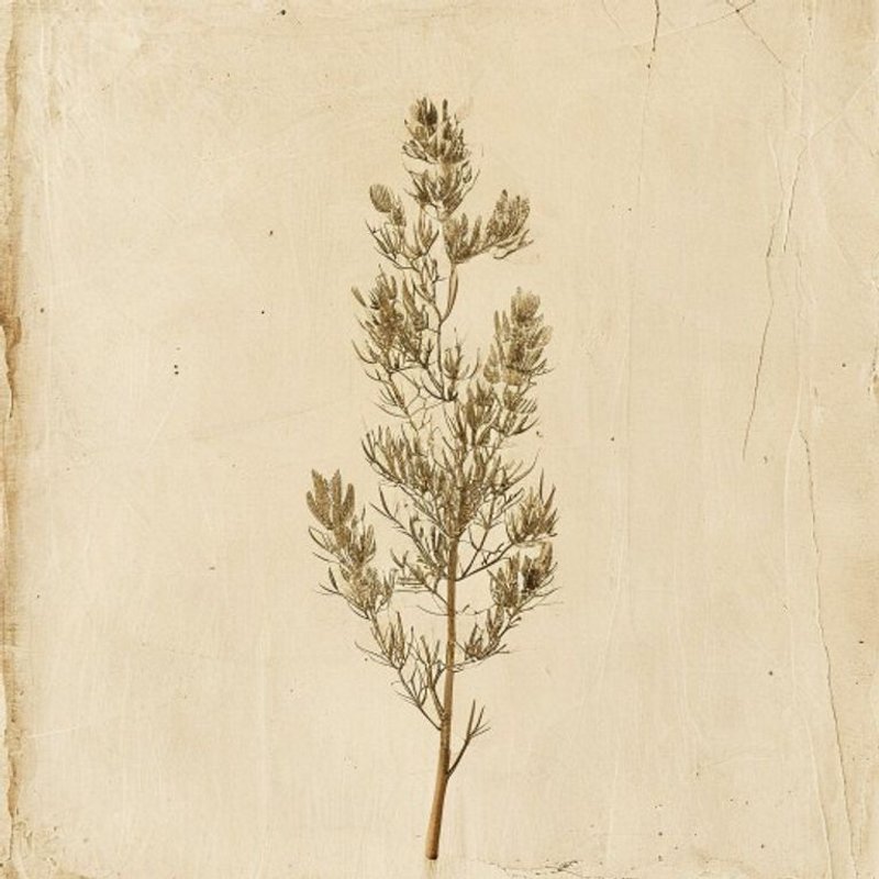 Nuttall's Saltbush