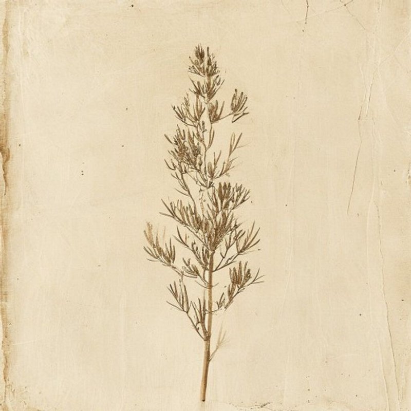 Sack Saltbush
