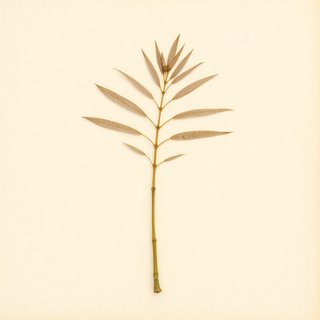 Attalea butyracea (Wine Palm) — botanical photograph