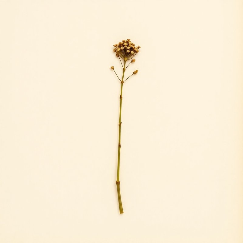 Attalea speciosa (Babassu) — botanical photograph