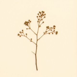 Azara microphylla (Azara microphylla) — botanical photograph