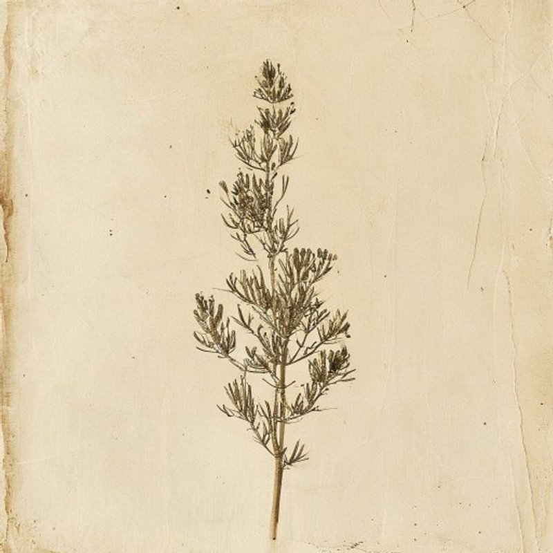 Azorella selago (Azorella selago) — botanical photograph