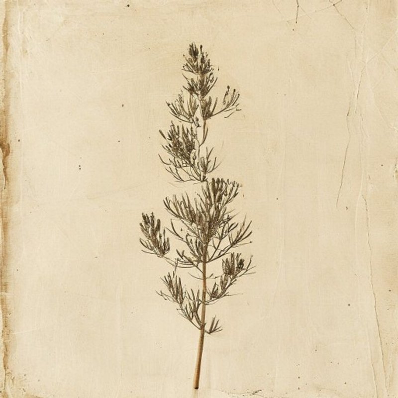 Bassia scoparia (Summer Cypress) — botanical photograph