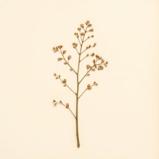 Betula pendula (Silver Birch) — botanical photograph