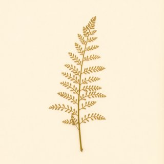 Botrychium australe (Parsley Fern) — botanical photograph