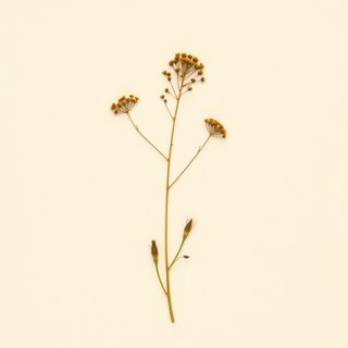 Botrychium ternatum (Botrychium ternatum) — botanical photograph