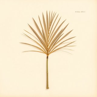 Brahea edulis (Guadalupe Palm) — botanical photograph