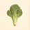 Brassica carinata (Abyssinian Cabbage) — botanical photograph