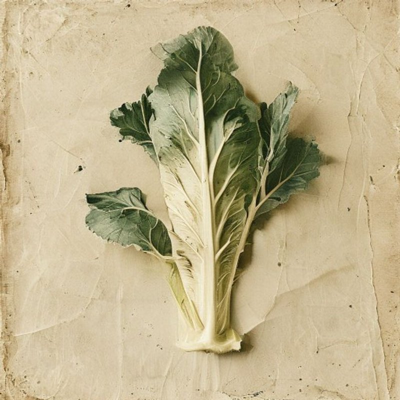 Brassica oleracea (Wild Cabbage) — botanical photograph