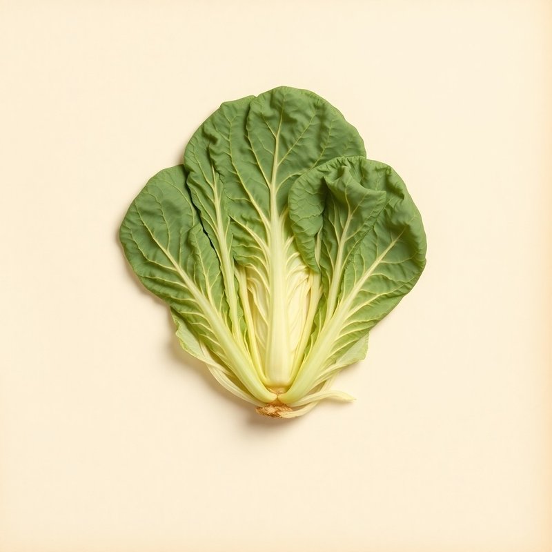 Brassica oleracea capitata (Cabbage) — botanical photograph