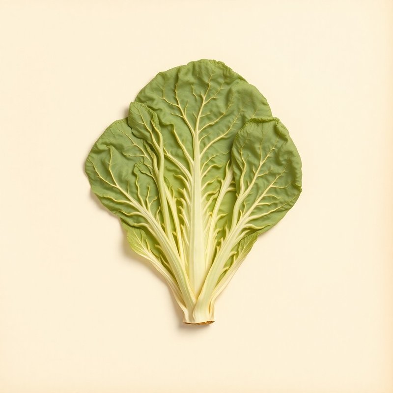 Brassica oleracea sabauda (Savoy cabbage) — botanical photograph