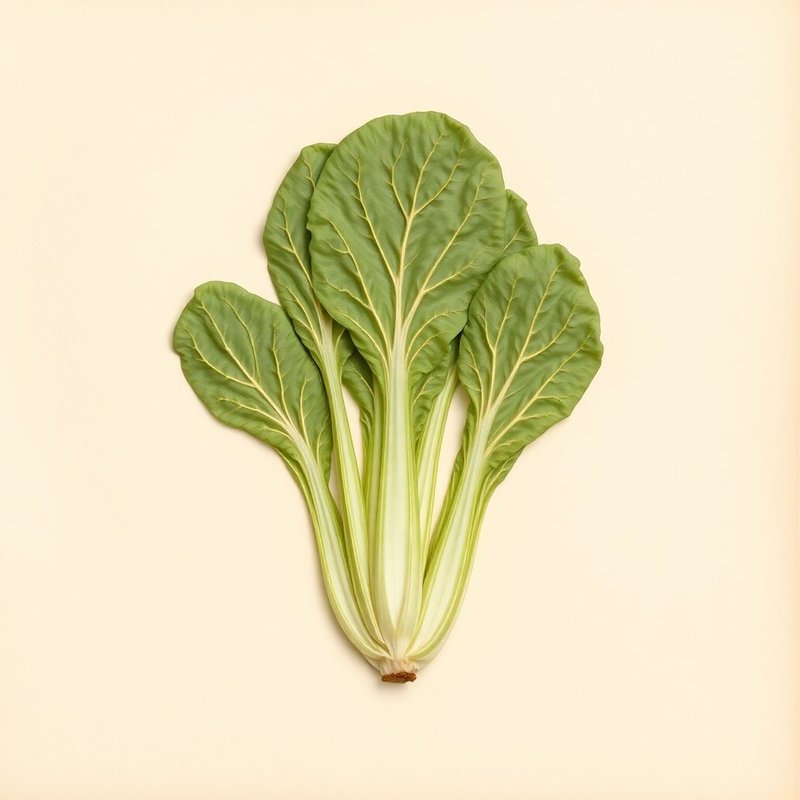 Brassica rapa pekinensis (Chinese Cabbage) — botanical photograph