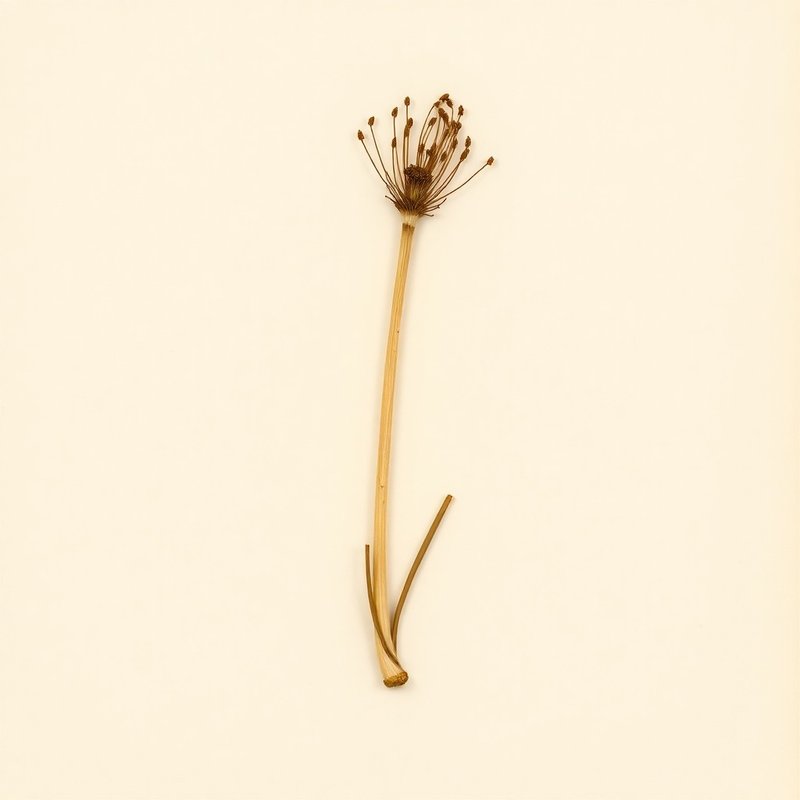 Bulbinella hookeri (Maori Onion) — botanical photograph