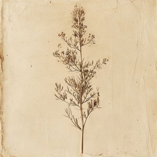 Caesalpinia spinosa (Spiny Holdback) — botanical photograph